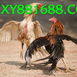 Cách Đọc Kèo Đá Gà